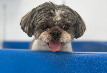 bain d'un shih tzu