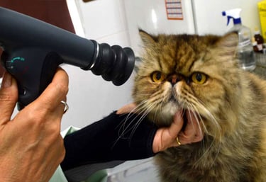 um gato sendo gentilmente segurado enquanto é examinado