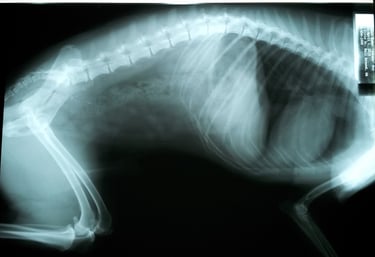 raio x do dorso de um cão