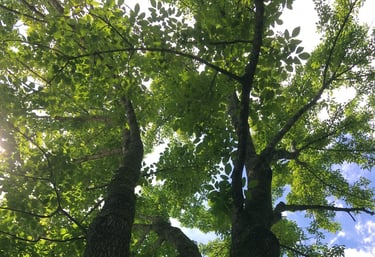 Ash tree canopy