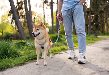Private solo dog walking in Lynnwood washington seattle areas