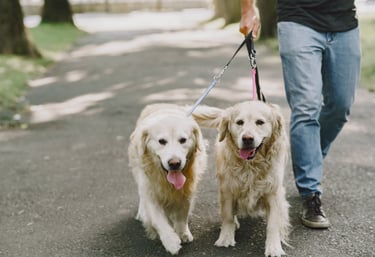 Group dog walking in Lynnwood washington seattle areas