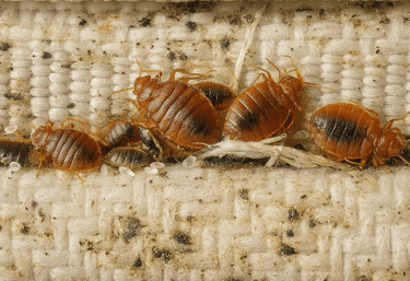 Bed bugs and larva on a mattress
