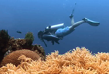 Amazing reef and critter diving with our award winning crew