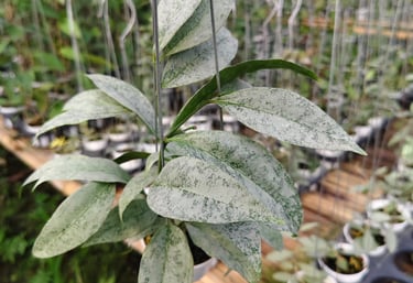 Hoya Amicabilis Silver with shimmering silver-patterned green foliage