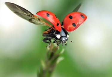 A flying ladybug taking off
