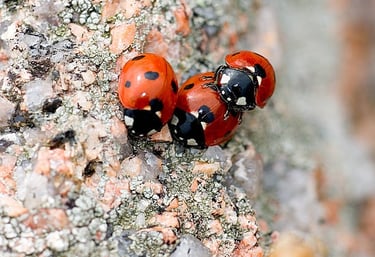 Ladybugs gathering on a tree