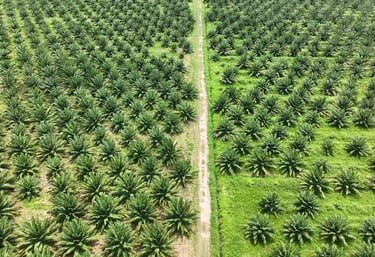 cultivo de palma de aceite en colombia