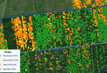 a map of a field with the number of flowers of polinization of a palm oil cultivation