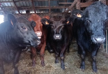 Vaches en Ardèche