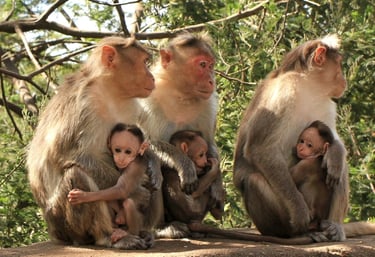 Monkey family in Berijam Lake