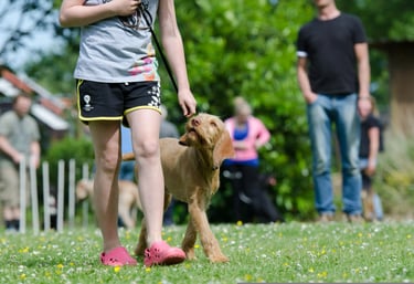Hunde im Gruppentraining