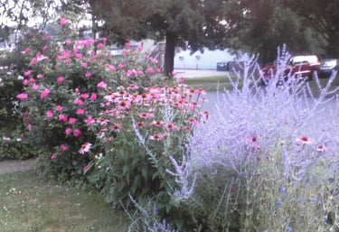 garden bed with russian sage, coneflowers and knockout roses