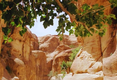 Chegada a Petra com fundo rosa e ramos de árvore ao alto.
