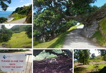 Set de fotos das trilhas e passeios em Tauranga, com vegetação, caminhos e vistas naturais.