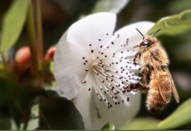 a bee on a Tasmanian Leatherwood flower