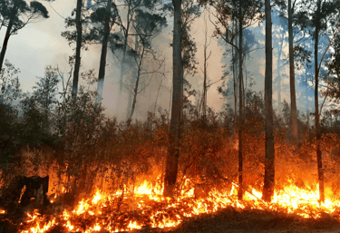 Australian bushfires and the impact they have on honey production