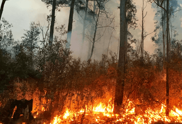 Australian bushfires and the impact they have on honey production