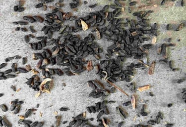 mouse-urine-contamination-cleanup-south-hadley-ma.jpg