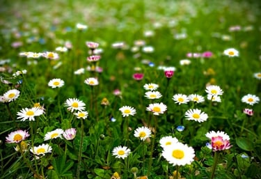 Honoraires suivi psychologique psychologie holistique psychothérapie intégrative 