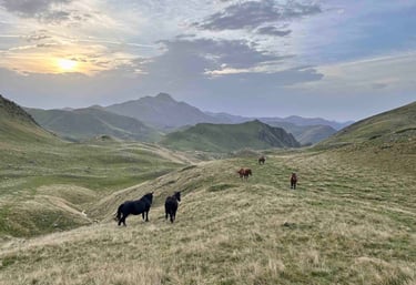 Montagnes basque avec chevaux et brebis excursion privée