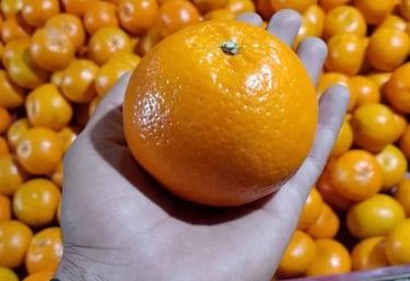 Fast Global Consultants Exports Pakistani Kinnow Mandarins