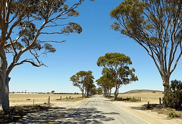 Tree lined BencubbinโKellerberrin Road with sandy feilds