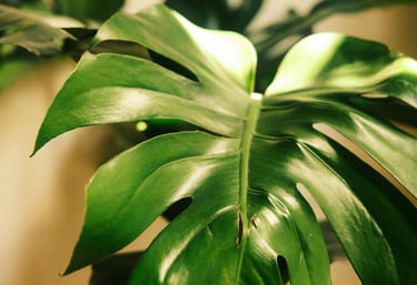 Blad van een kamerplant met gouden glans