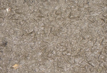 Mud with chicken feet prints