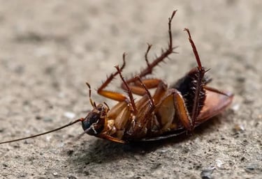 a dead cockroach killed by pesticide