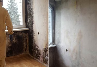 pelėsio naikinimas bute iš sienų langų lubų grindų