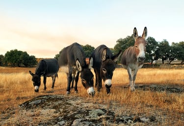 ânes miniatures en train de brouter