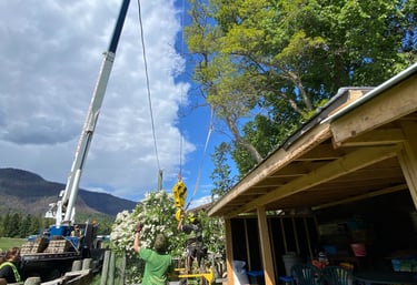 Revelstoke Tree Services