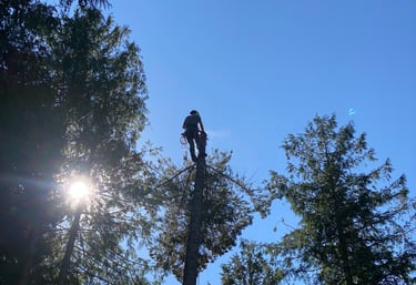 Revelstoke Tree Services