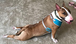 Spuds McKenzie doing a yoga move
