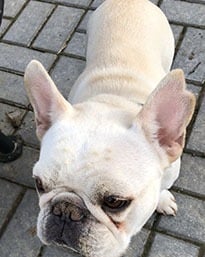 Louie the frenchie hanging out on the patio