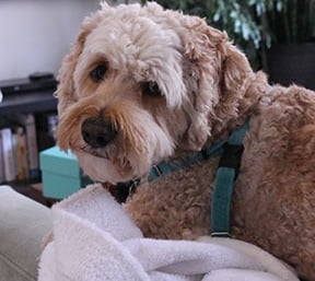 Potrait of a cockapoo on the top of a couch
