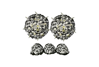 Imagem mostra coroa de flores da Velar em São Paulo