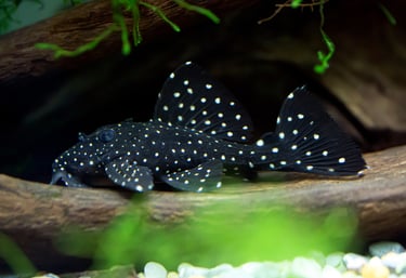 a pleco fish with polka dots on it, plecotomus, algae eater