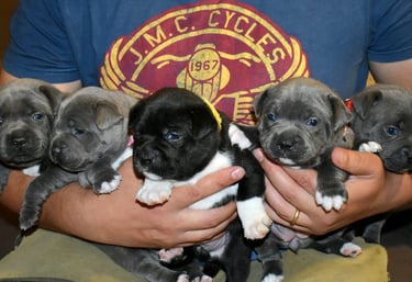 cuccioli grecalestaffs staffordshire bull terrier con pedigree Enci allevamento Sicilia Italia