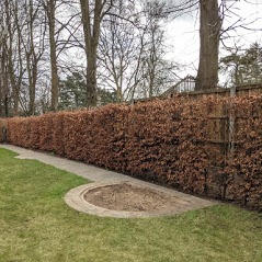 Weedon tree stump removal