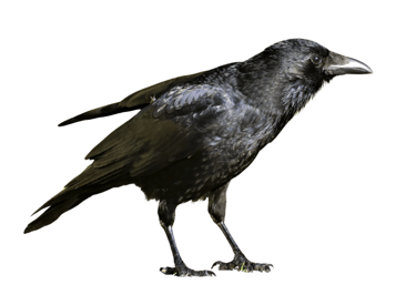 illustration représentant les problèmes liés aux corbeaux, corneilles et pies