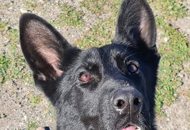 a dog is looking up at the camera