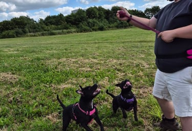 doncaster dog walker