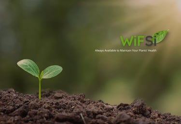 Maintain Your Plants Health