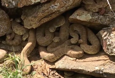 Dozens of rattlesnakes in a rock crevice