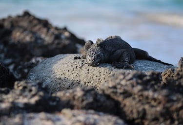 sustainable luxury travel galapagos eco friendly responsible tourism ecolodges meaningful travel