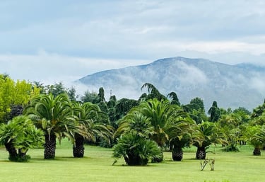 wedding park, a field with palm trees and mountains in the background