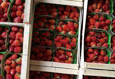 Plusieurs cagettes et colis de barquettes de fraises bio et locales