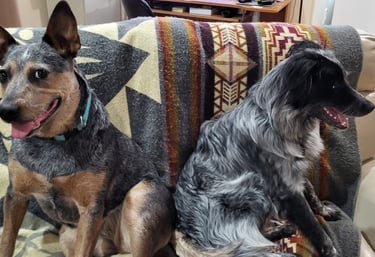 Professional in-home dog boarding in Walla Walla